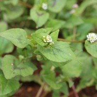 Persicaria nepalensis (Meisn.) H.Gross